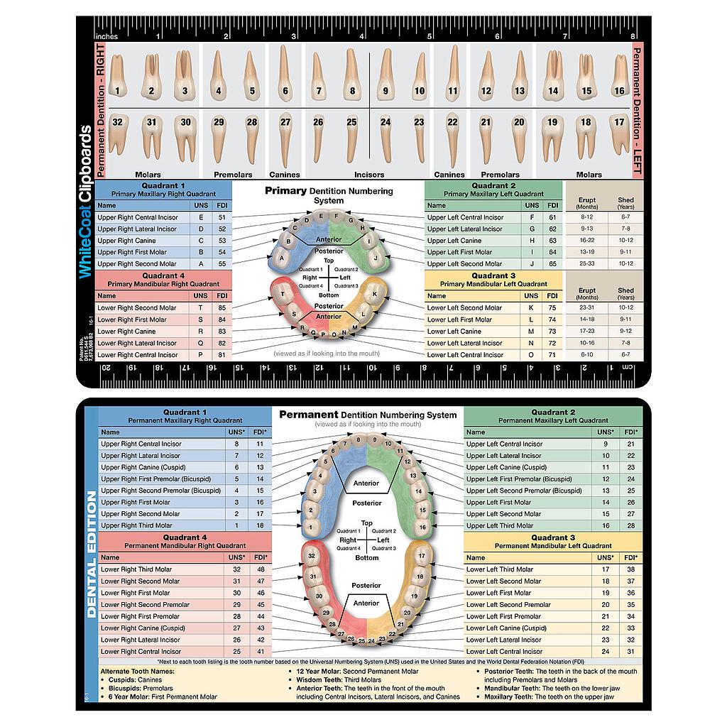 WhiteCoat Clipboard Dental Label