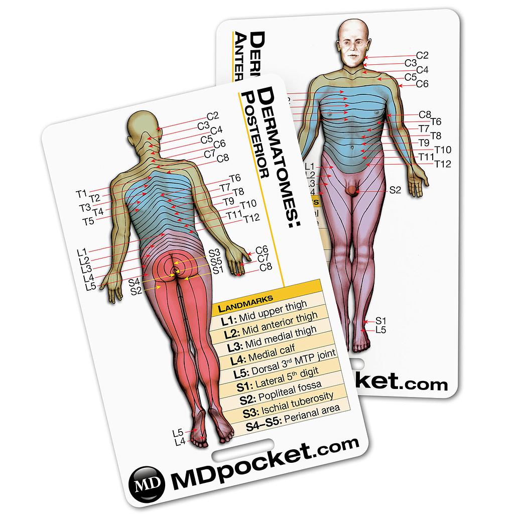 Rapid ID - Dermatomes